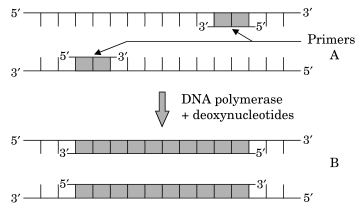 Identify steps A and B in a cycle of Polymerase Chain Reaction